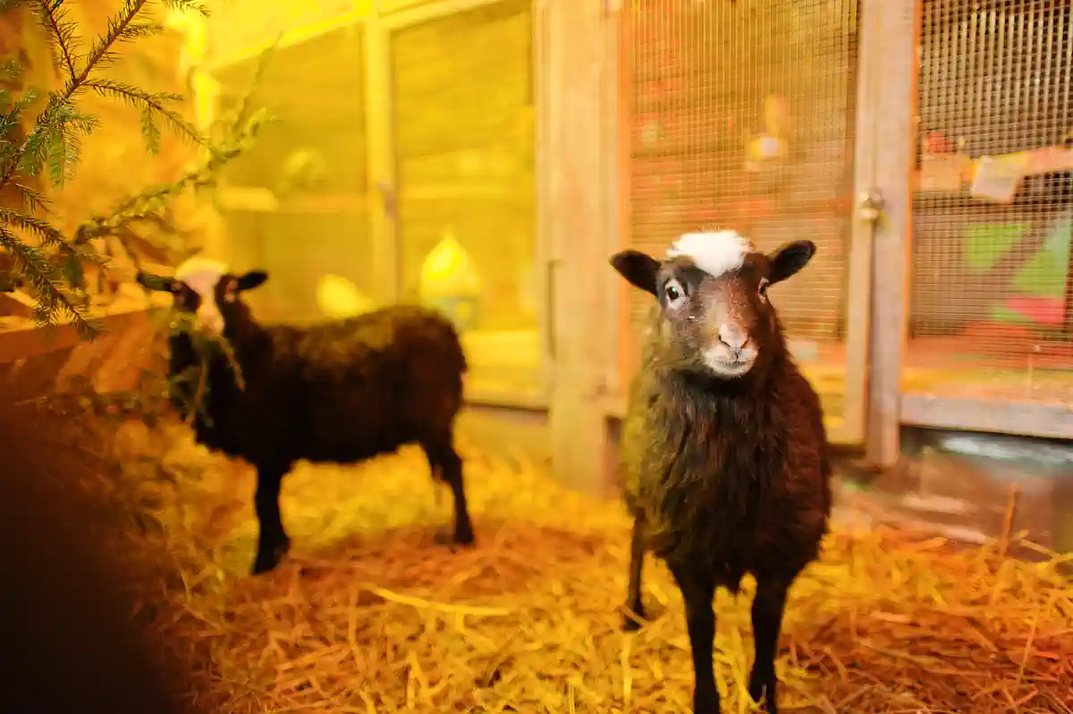 Des moutons dans un enclos