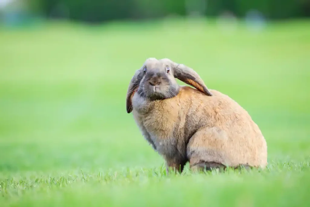 Un lapin assis dans le jardin
