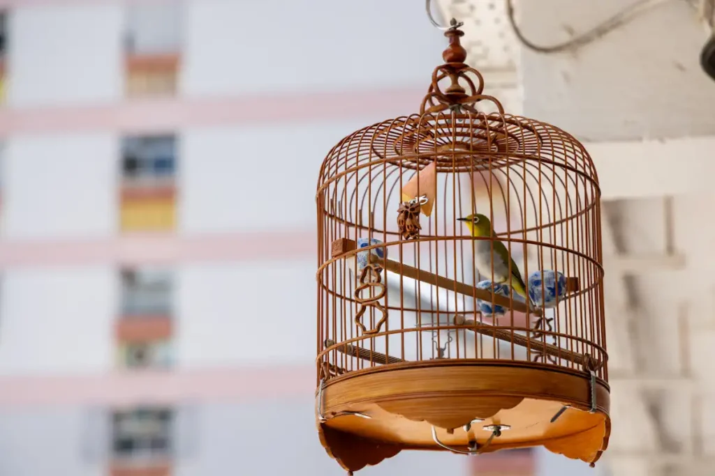 Un oiseau en cage