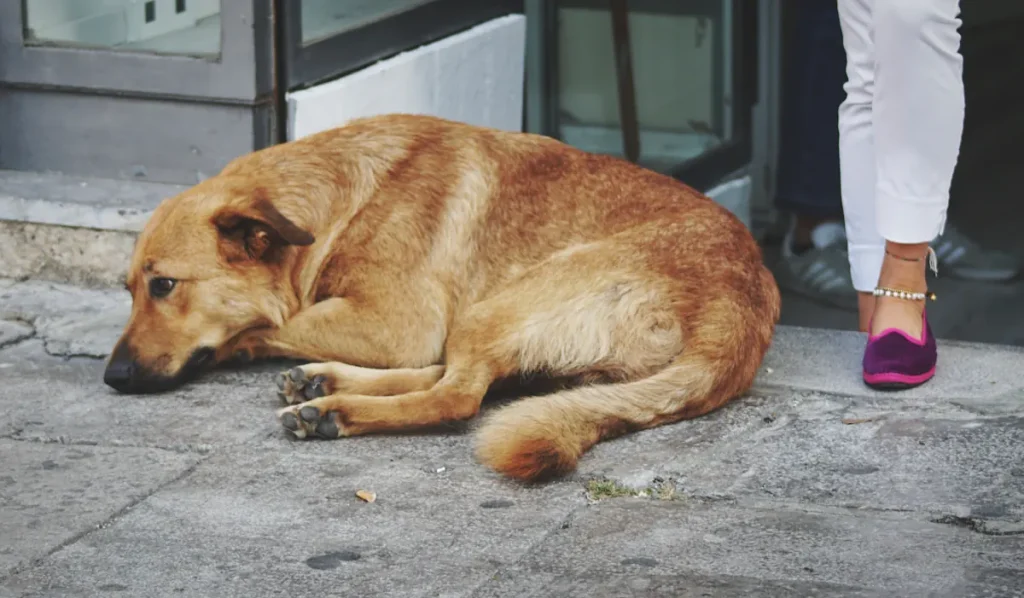Un chien qui dort sur le sol près d'une femme qui marche