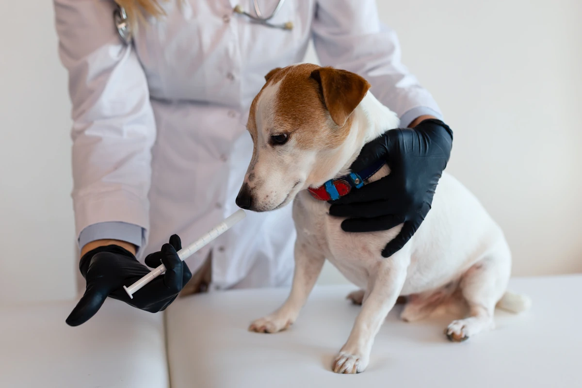 Une personne en blouse blanche qui donne un médicament à un chien avec une pipette