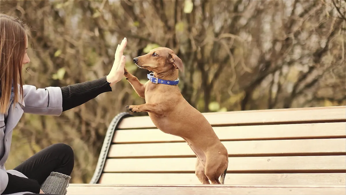 Une femme qui joue avec son chien sur un banc de parc