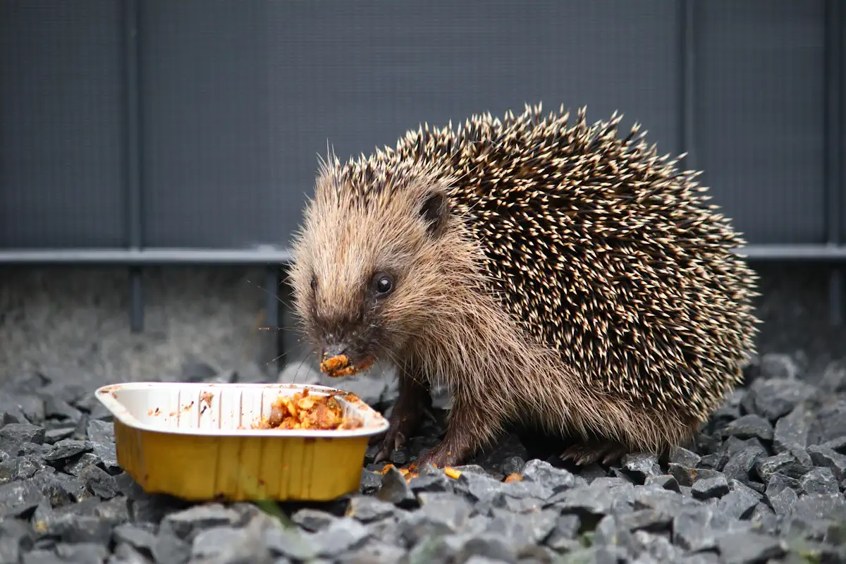 Un hérisson qui mange dans une petite boite installée au sol