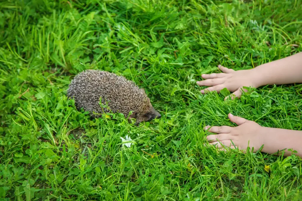 les mains d'une enfant face à un hérisson sur une pelouse