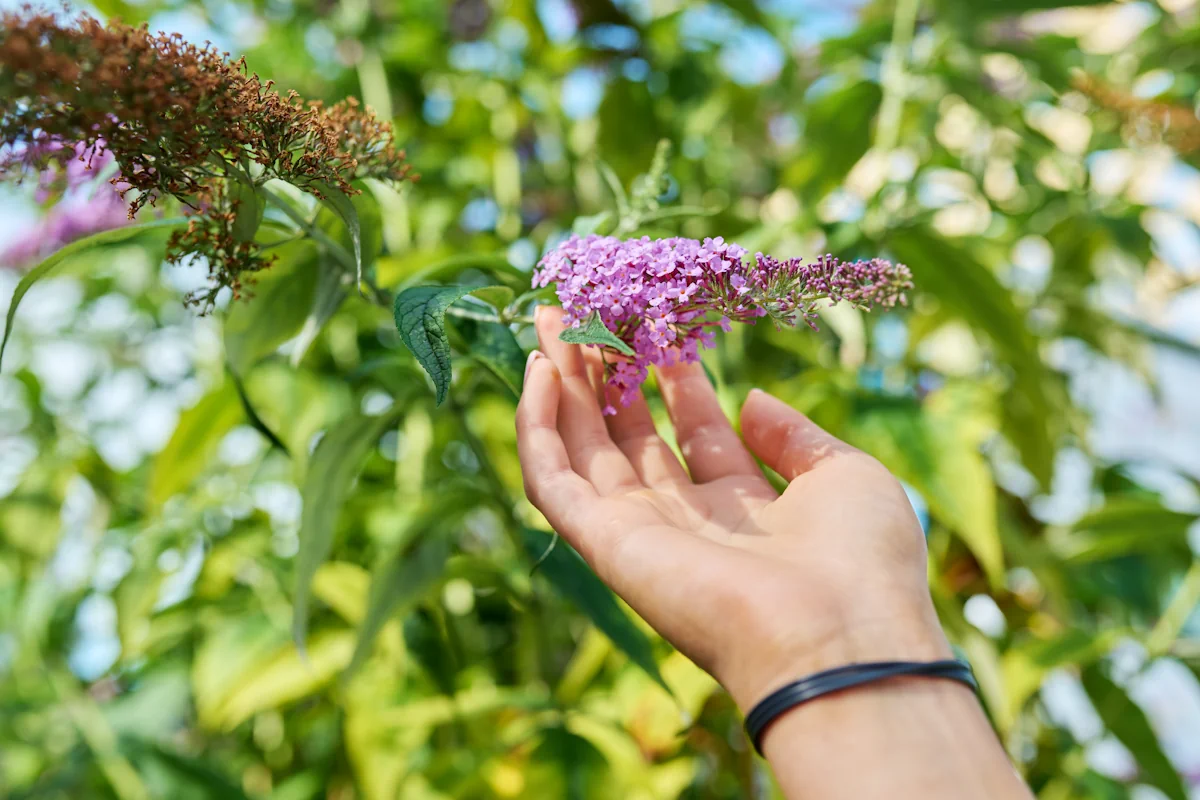 Une main qui tient des fleurs de buddleia
