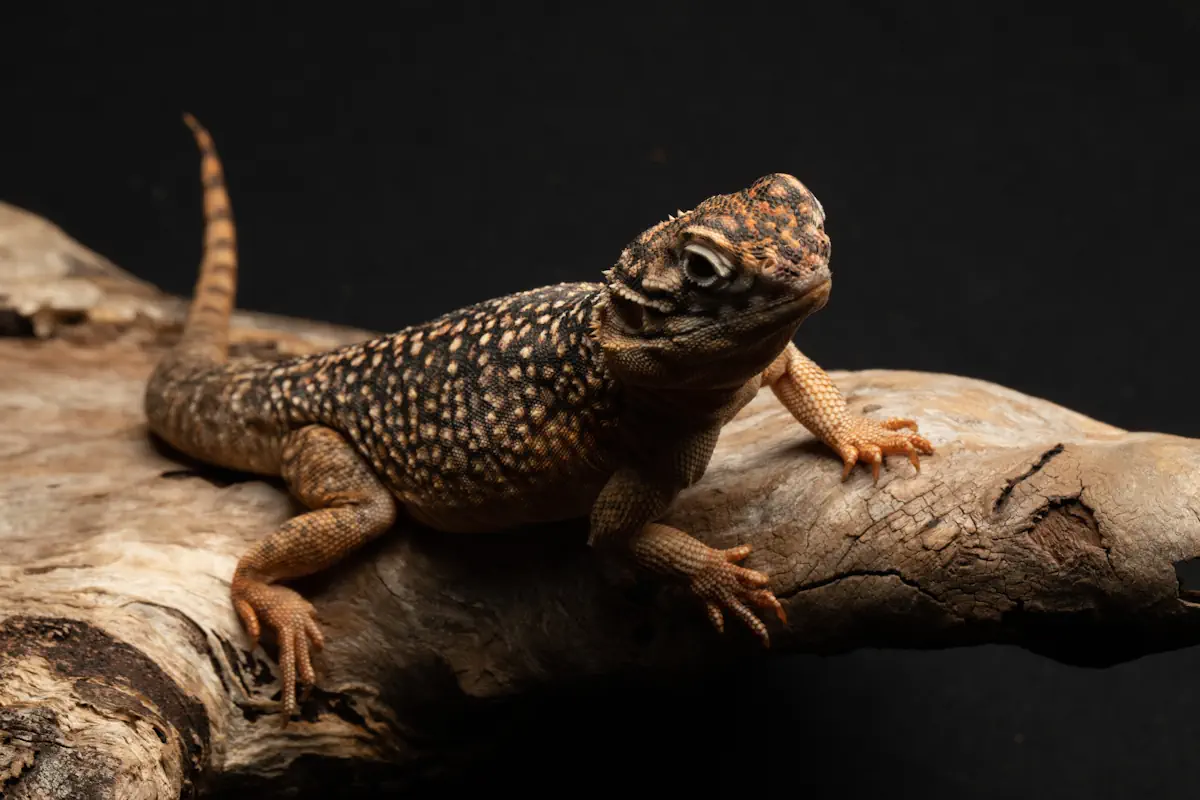 Un gecko sur une branche d'arbre