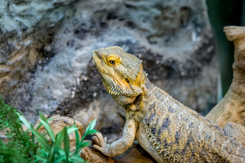 pogona de profil