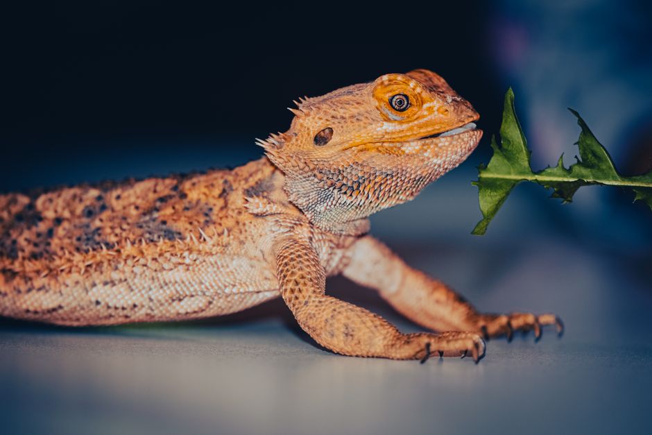 Que donner a manger a son pogona ? Le tableau complet par age