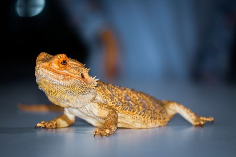 Quelle taille atteint vraiment un pogona une fois adulte ?