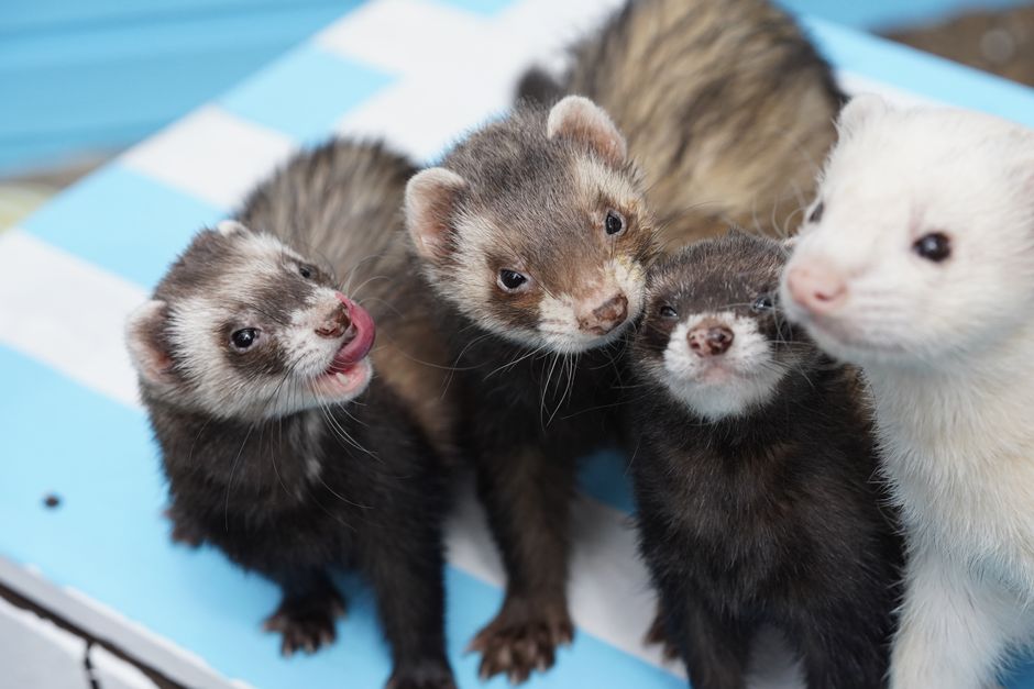 Quel budget prevoir pour adopter un furet ?