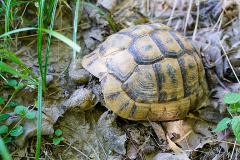 Combien coute une tortue Hermann en France ? Budget complet