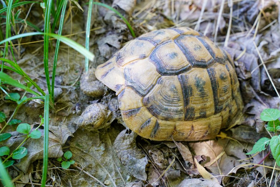 Combien coute une tortue Hermann en France ? Budget complet