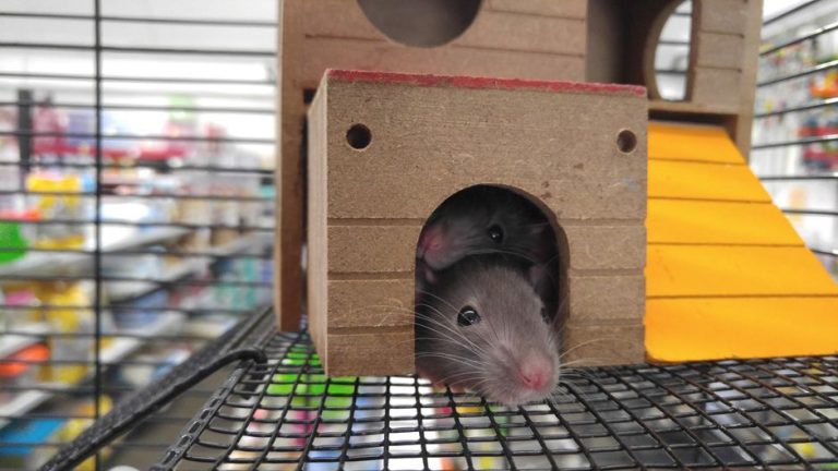 Comment s'appelle la femelle du rat ? Et tout ce qui la distingue du male
