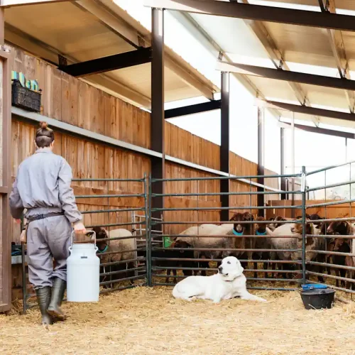 Des moutons dans un abri qui sont soigner par une femme