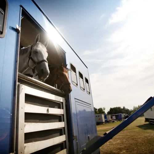 Des chevaux qui sortent leur tête d'un abri mobile bleu
