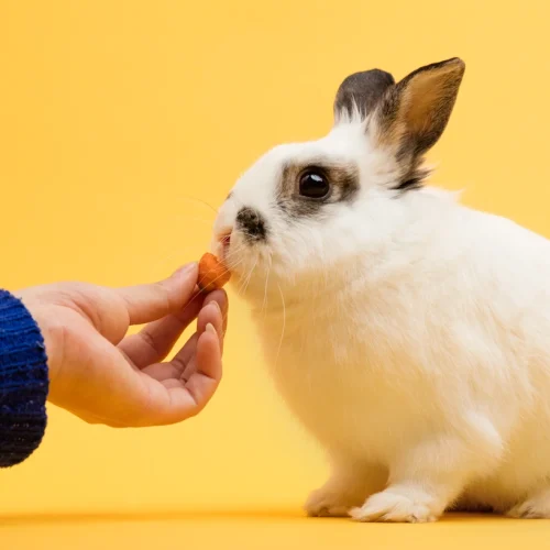 Quelle est la durée sans nourriture chez le lapereau : les risques et les limites