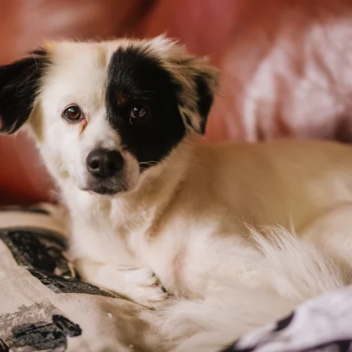 Un chien Border Collie croisé Épagneul sur un canapé