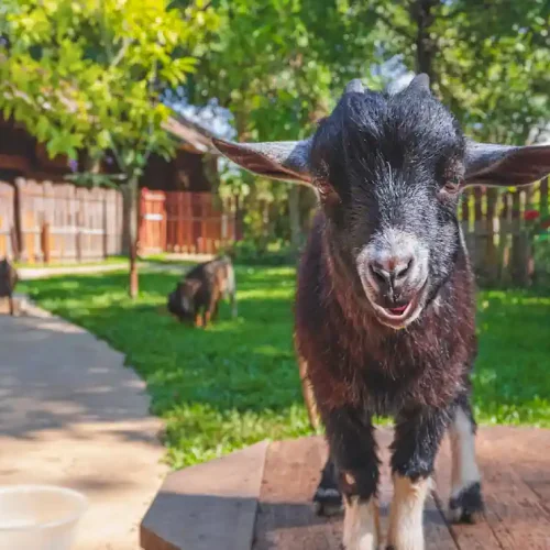 Un bouc dans un jardin