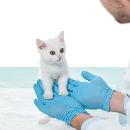 Un vétérinaire qui prend un chaton dans ses mains gantées