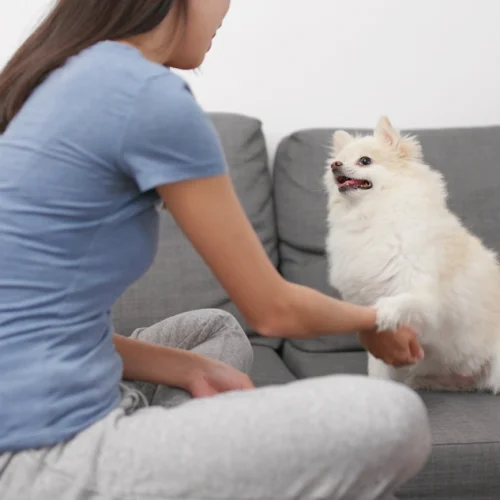 Une femme sur un canapé gris avec son chien en lui tenant une patte