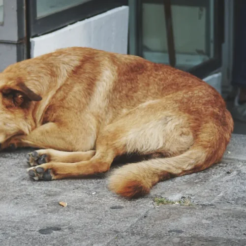 Un chien qui dort sur le sol près d'une femme qui marche