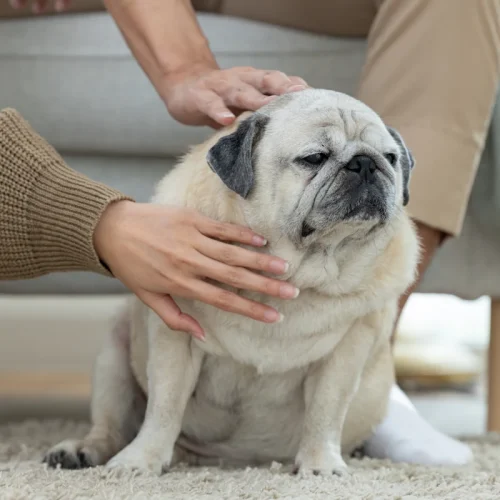 Comment reconnaître les troubles digestifs chez le chien senior