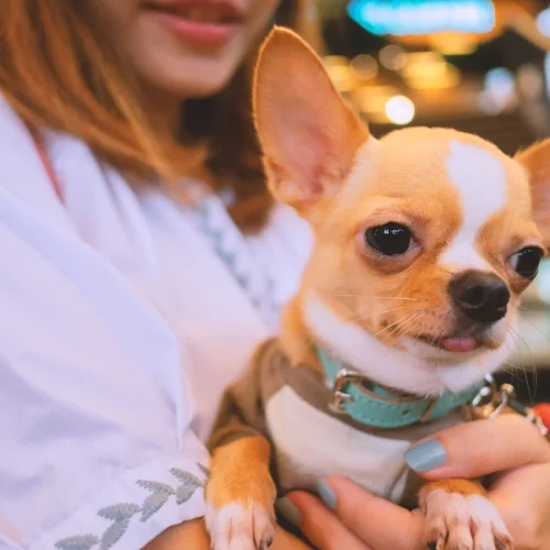 Comment éduquer un Chihuahua ?