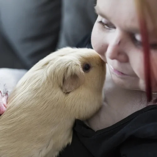 Une petite fille qui joue avec un cochon d'inde