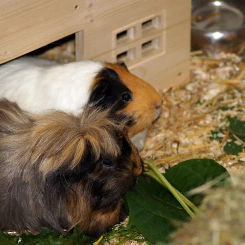 deux cochons d'inde dans une cage