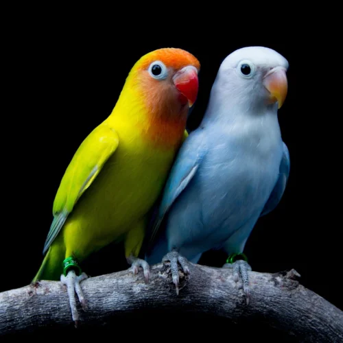 Un couple d'oiseaux colorés sur une branche d'arbre