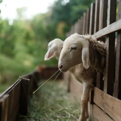 Des moutons à l'intérieur d'une barrière en bois