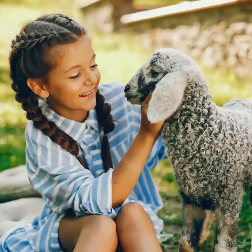Une petite fille qui joue avec un agneau