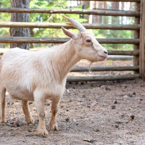 Comment gérer l&rsquo;aménagement d&rsquo;un enclos pour bouc pendant la saison de reproduction ?