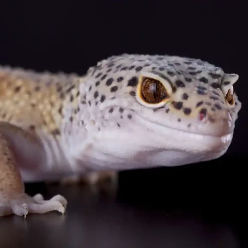 Un Gecko