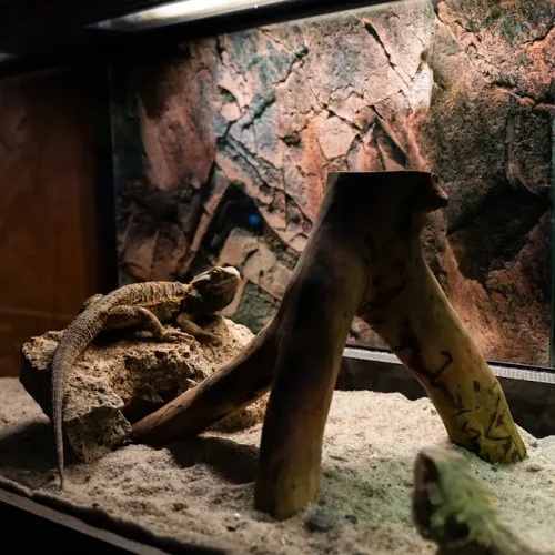 Un gecko dans un terrarium