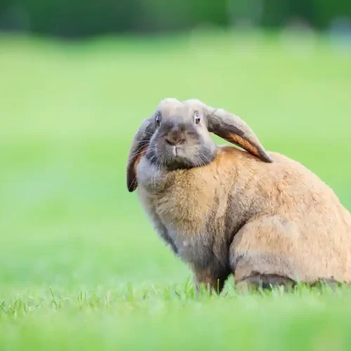 Un lapin assis dans le jardin