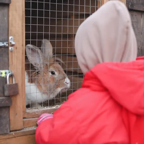 Un enfant qui regarde un lapin dans une cage