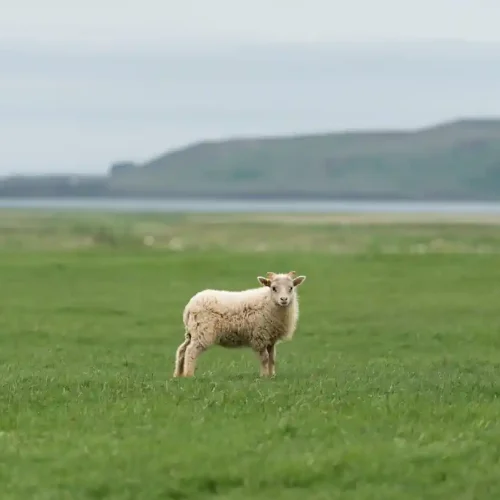 Un mouton blanc seul