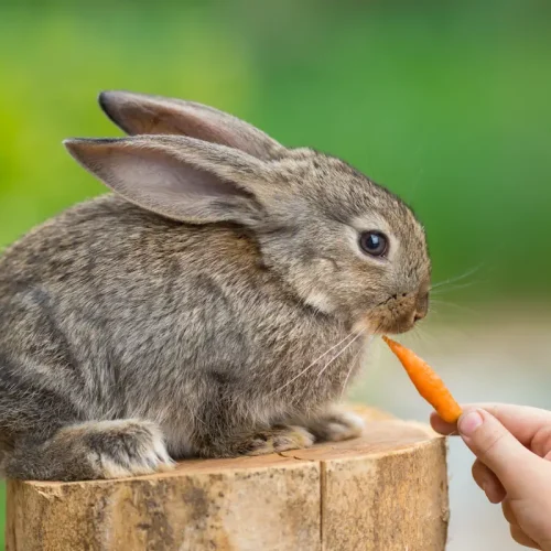 Une personne qui donne une carotte à un lapin