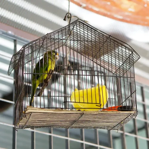 Un perroquet vert dans une cage en hauteur