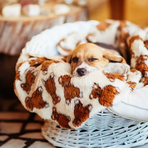 Un chien qui dort dans un panier avec une couverture