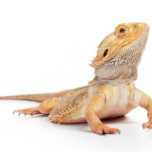 Le pogona vitticeps classiques possède des couleurs brun/gris quand le pogona hypo zero est tout à fait blanc