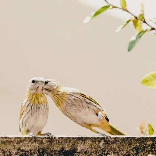 deux oiseaux qui se séduisent sur une branche d'arbre