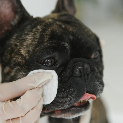 Une personne qui lave un chien avec un coton