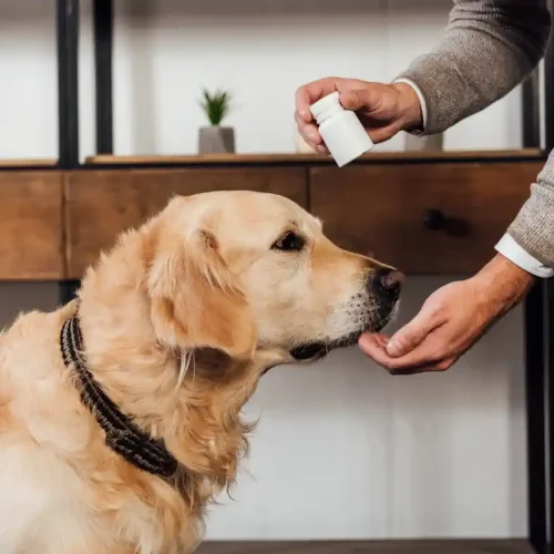 Un homme qui donne un comprimé à un chien