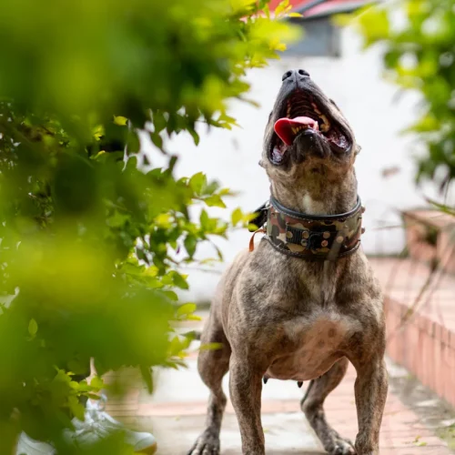 Un chien qui abboie dans le jardin