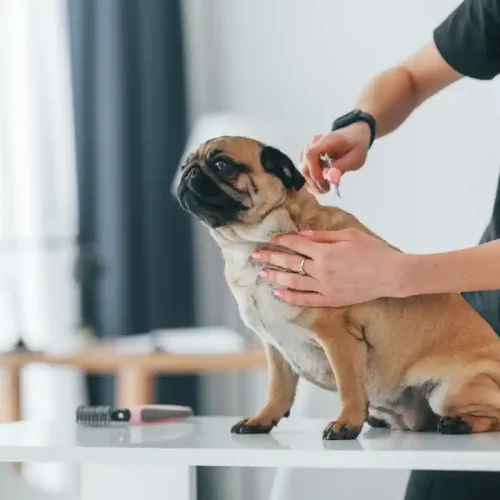 un chien qui se faut piquet