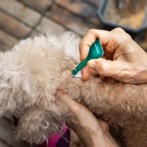 Un chien qui subi un traitement antipuces