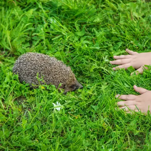 les mains d'une enfant face à un hérisson sur une pelouse