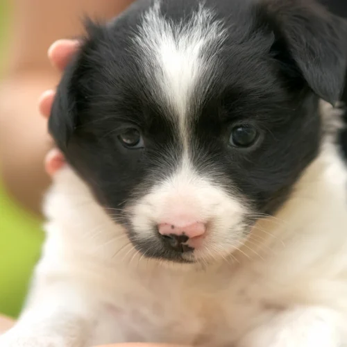 Comment adapter son quotidien professionnel avec un Border Collie ?